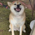 豆柴の女の子、ナナちゃん！