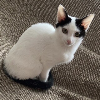 八割れ子猫　先住犬猫とも仲良くできるべた慣れ２か月