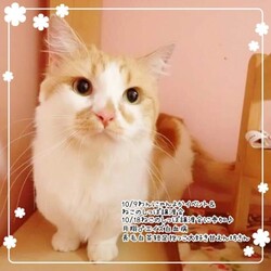 ねこのしっぽ譲渡相談会