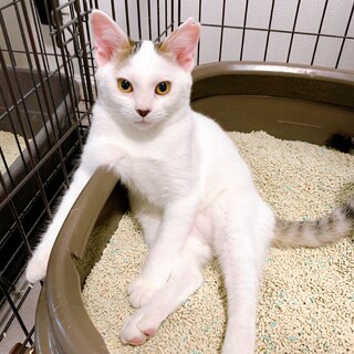 10/23稲毛ෆ⃛人馴れ抜群ෆ⃛しろちゃん