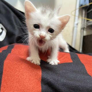約3週間弱の子猫を助けてください