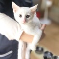 真白(ましろ)くん　〜美猫の男の子〜