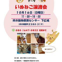 いぬねこ譲渡会