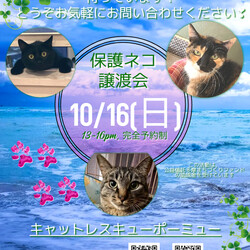 保護猫譲渡会　多摩市