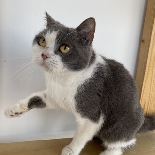 ブルーホワイトのハチワレちゃん♡