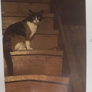 【早急】殺処分対象　10/18迄　