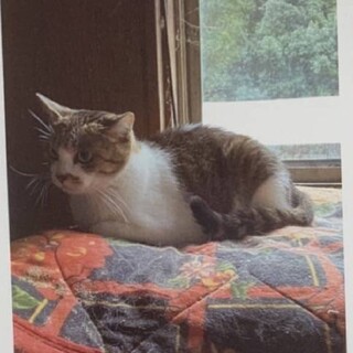 【早急】殺処分対象　10/18迄