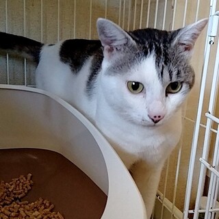 保護猫　ラブくん