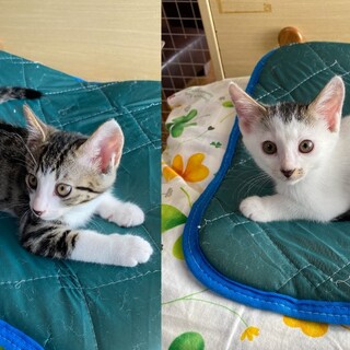 ハンサムなキジシロ＆前髪パッツン男子の兄弟！