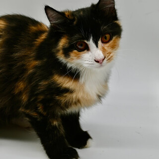 ユニークな模様の三毛猫ヘチマちゃん