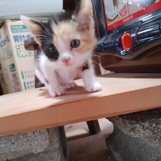 かわいいハッキリ三毛ちゃん