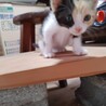 かわいいハッキリ三毛ちゃん サムネイル2