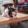 かわいいハッキリ三毛ちゃん サムネイル3