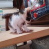 かわいいハッキリ三毛ちゃん サムネイル4