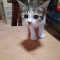 かわいい三毛ちゃん