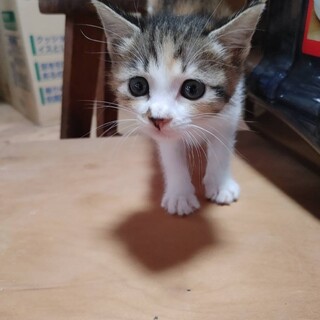 かわいい三毛ちゃん