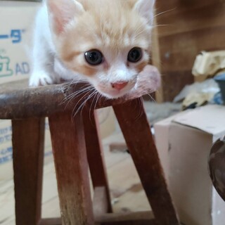 かっこいい茶トラくん