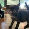 元気な2ヶ月の黒猫姉弟 サムネイル2