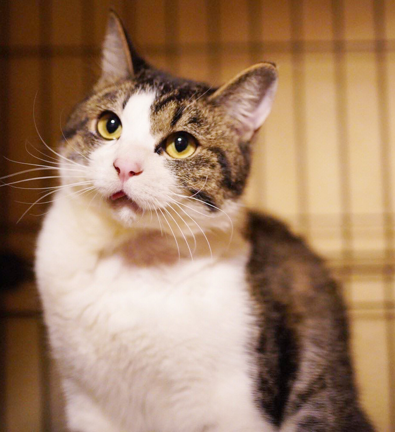 奇跡の復活をした｢オリくん｣ サムネイル1