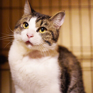 奇跡の復活をした｢オリくん｣