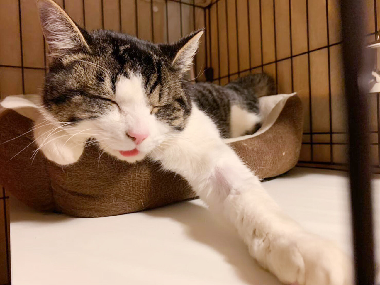 奇跡の復活をした｢オリくん｣ サムネイル2