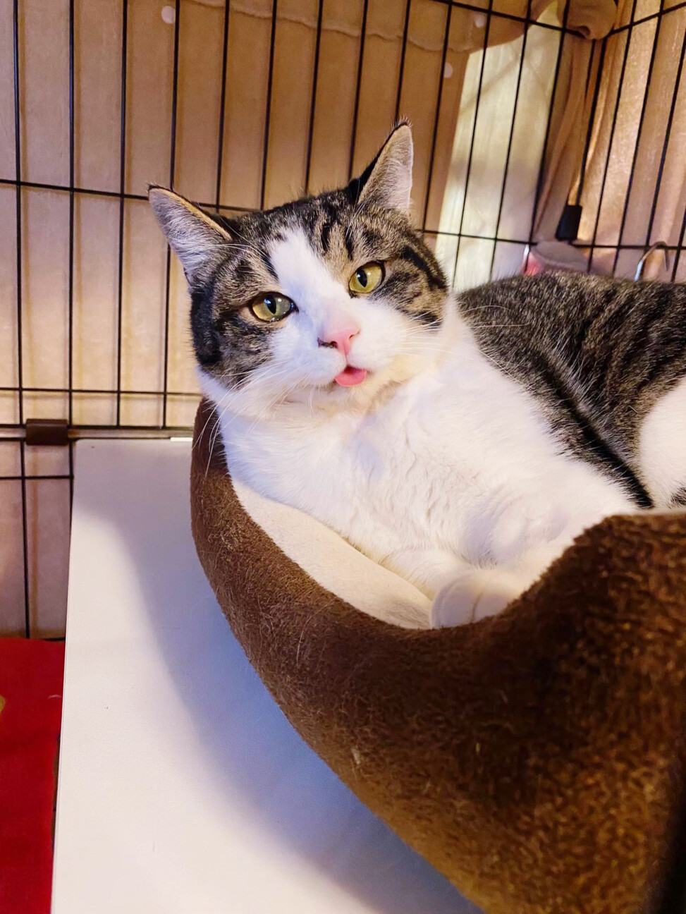 奇跡の復活をした｢オリくん｣ サムネイル3