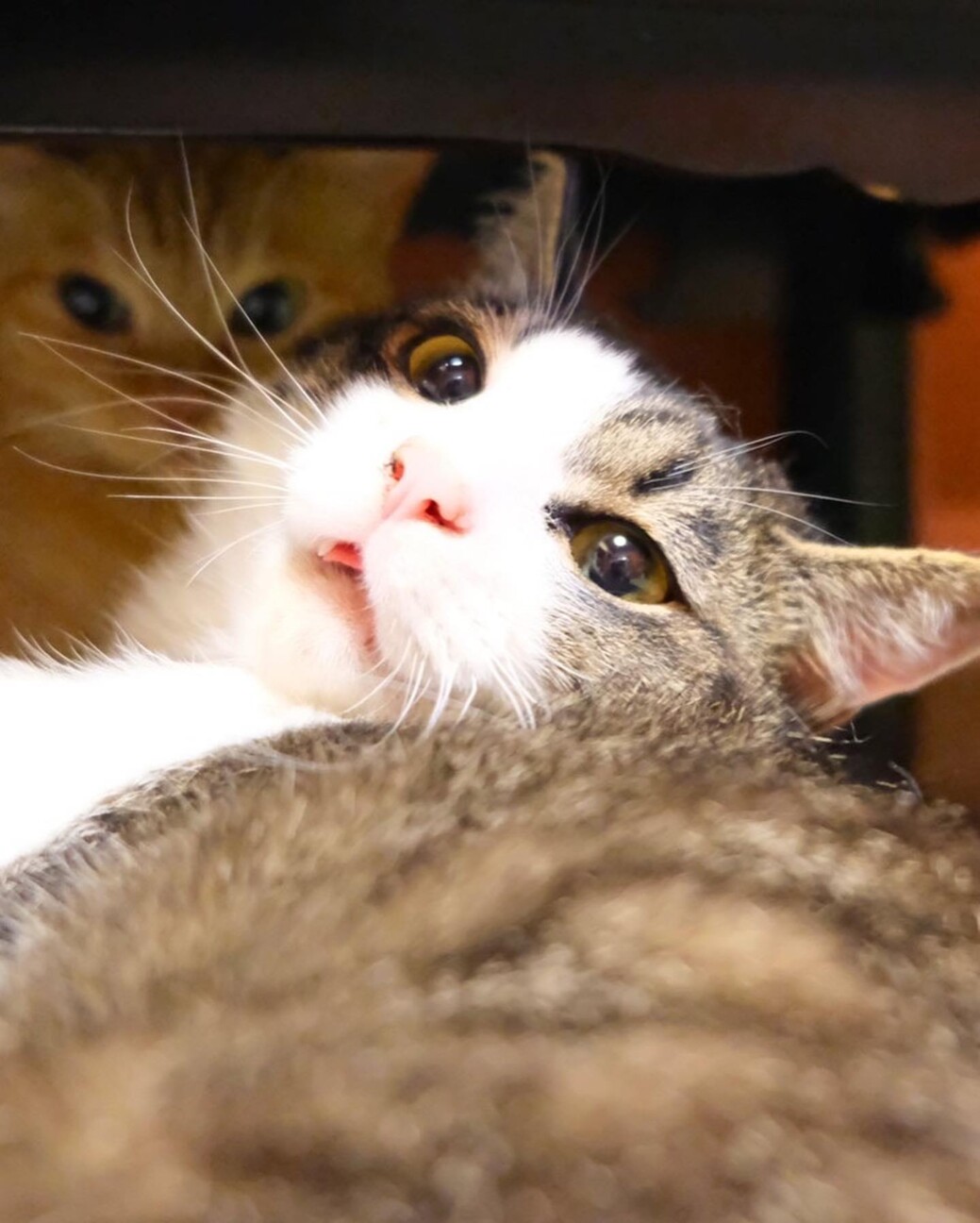 奇跡の復活をした｢オリくん｣ サムネイル4