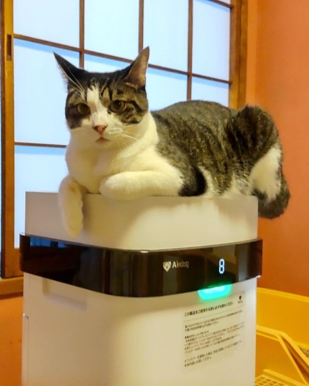 奇跡の復活をした｢オリくん｣ サムネイル5