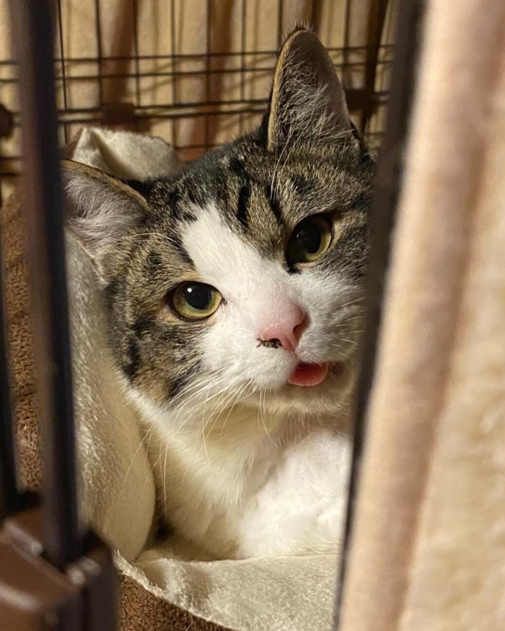 奇跡の復活をした｢オリくん｣ サムネイル6