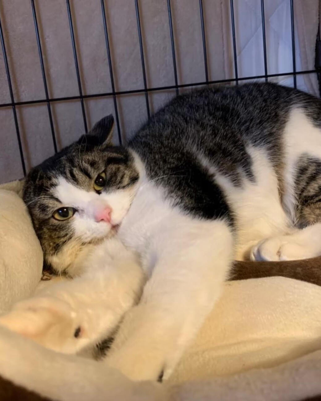 奇跡の復活をした｢オリくん｣ サムネイル7