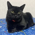 黒猫りんごちゃん