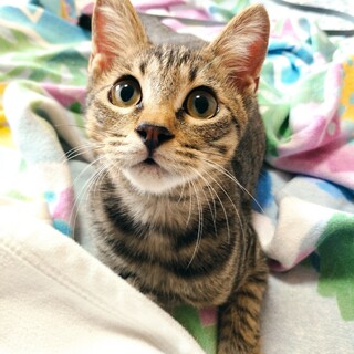 穏やかな性格のキジトラの男の子