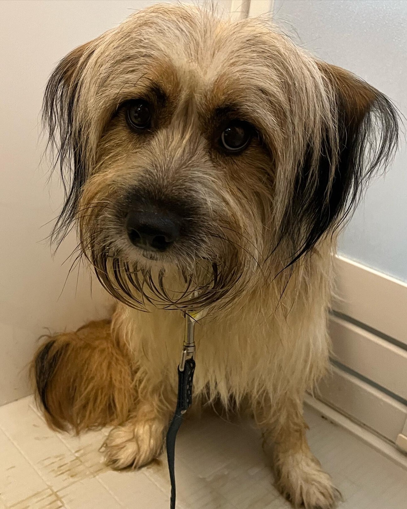 もふもふでかわいいムックちゃん 埼玉県 犬の里親募集 ペットのおうち 月間利用者150万人