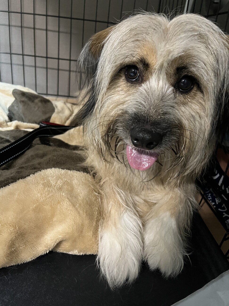 もふもふでかわいいムックちゃん 埼玉県 犬の里親募集 ペットのおうち 月間利用者150万人