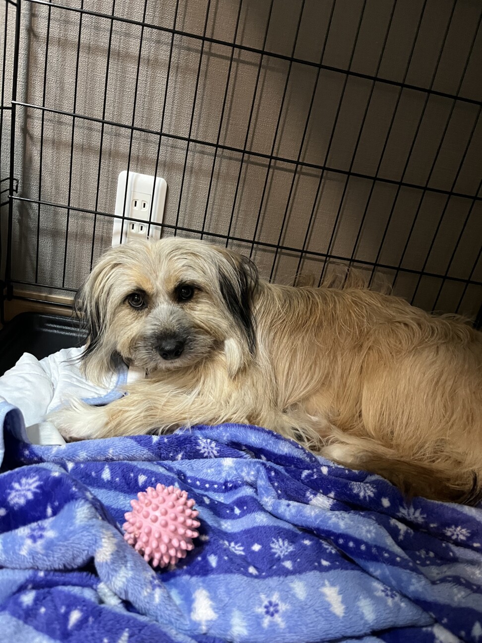 もふもふでかわいいムックちゃん 埼玉県 犬の里親募集 ペットのおうち 月間利用者150万人