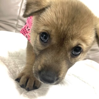 保健所からレスキューした子犬♂どり