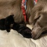 元気な2ヶ月の黒猫姉弟 サムネイル4