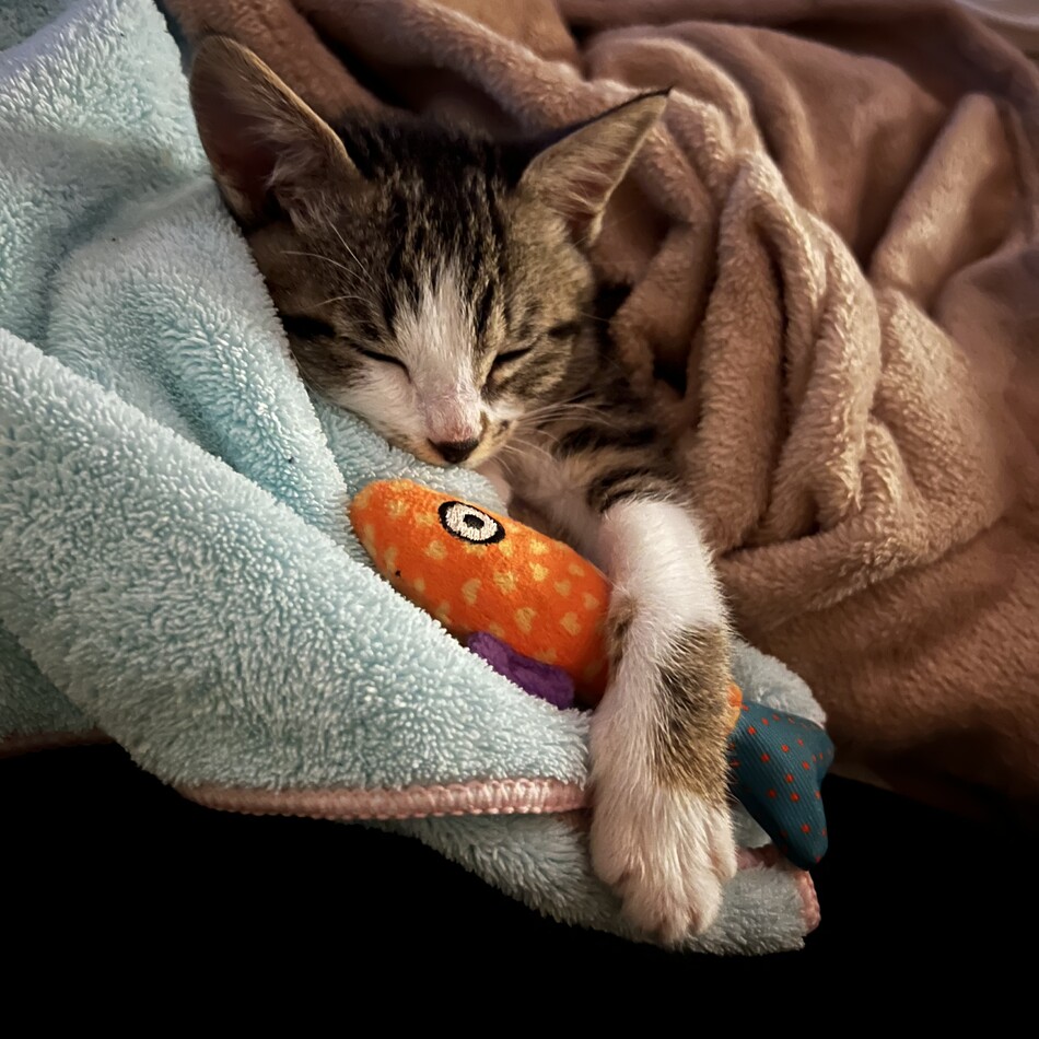 Eclair(エクレ)のカバー写真