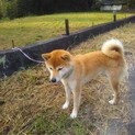 柴犬オス４歳半、メス2歳