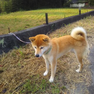 柴犬オス４歳半、メス2歳