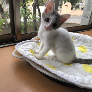 いつも寄り添ってくれる可愛いすぎる子です。
