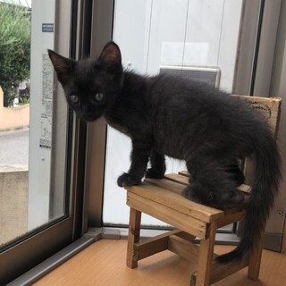とっても甘えん坊。つやつやピカピカの黒猫くん。