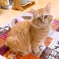 長毛茶トラの男の子こがらしくん