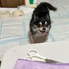 トライアル決定！飼育放棄のチワワちゃん♀ サムネイル2