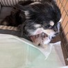 トライアル決定！飼育放棄のチワワちゃん♀ サムネイル4
