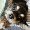 トライアル決定！飼育放棄のチワワちゃん♀ サムネイル5