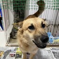 柴犬✖︎コーギー里親探しています。