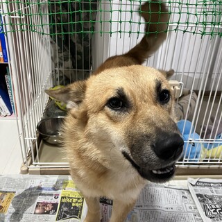 柴犬✖︎コーギー里親探しています。