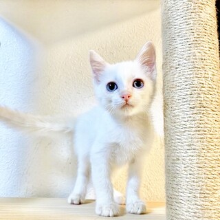 【丸顔なブルーアイ男子】おっとりとしたもっくん