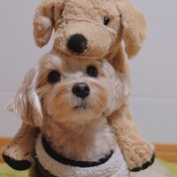 ルーク